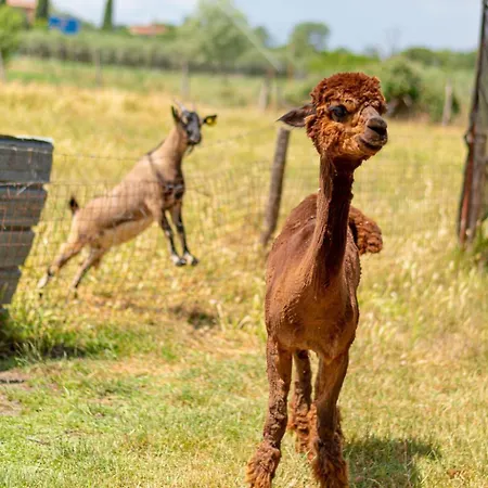 Kormoransee Ferien By Interhome Pucciarelli