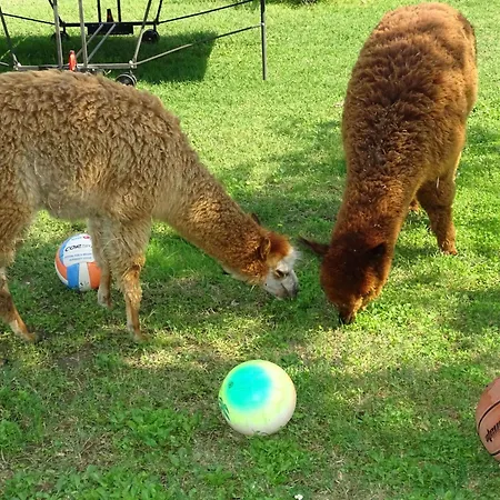 Apartamento Kormoransee Ferien By Interhome Pucciarelli