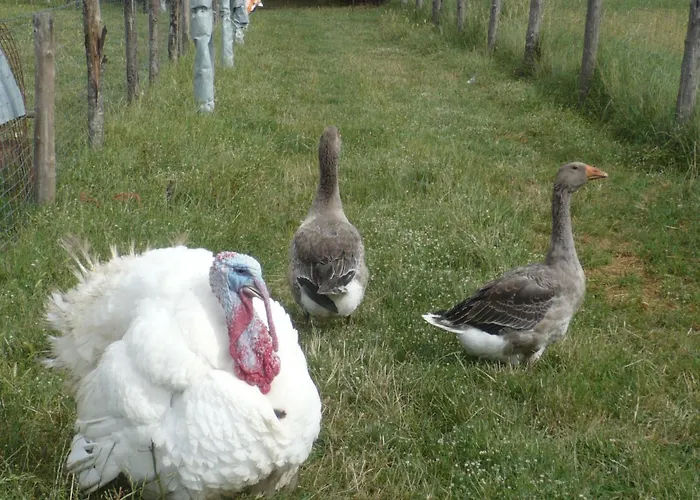 Appartement Kormoransee Ferien By Interhome