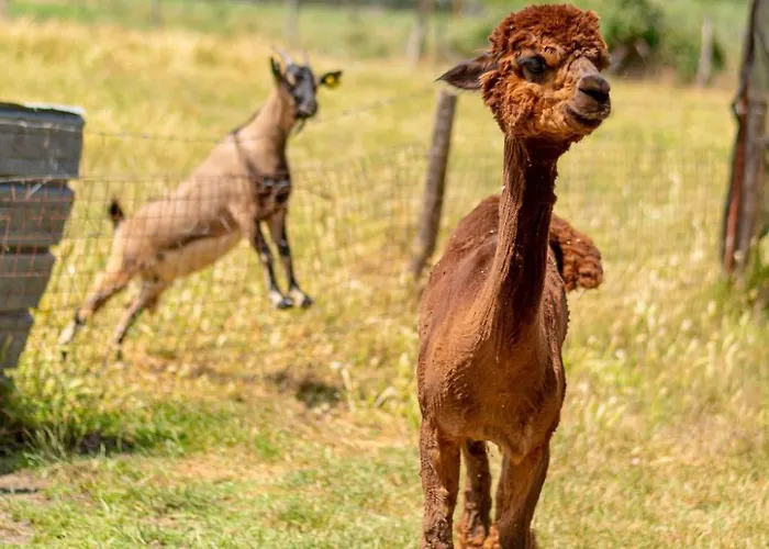 Kormoransee Ferien By Interhome Pucciarelli