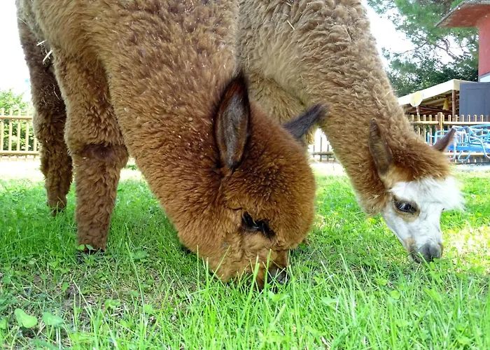 Appartement Kormoransee Ferien By Interhome *